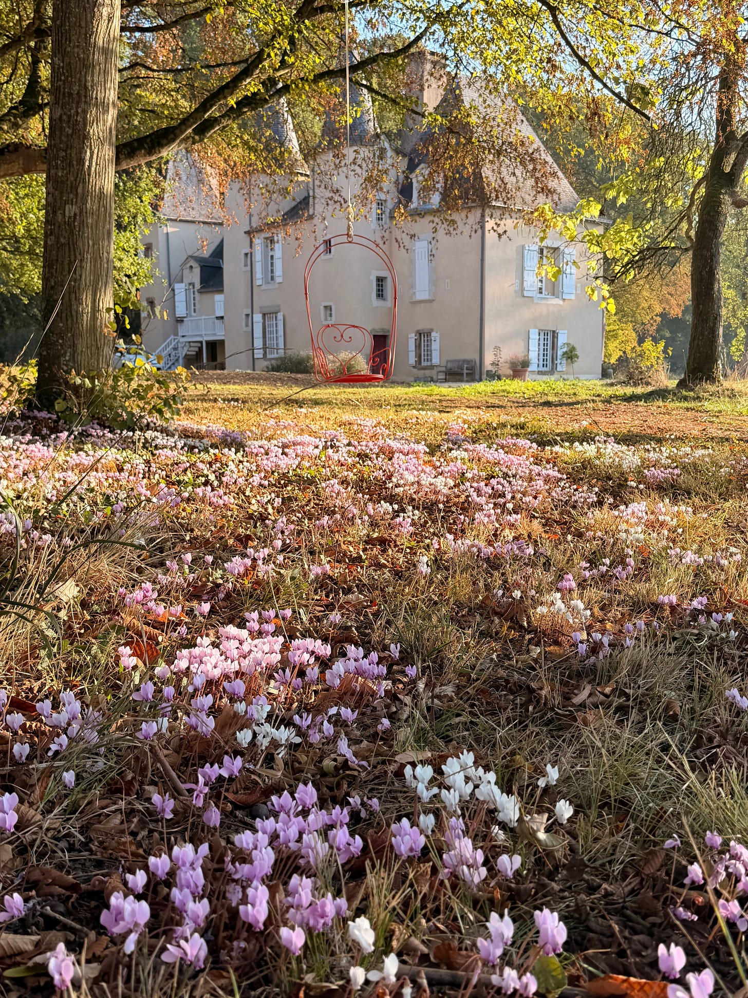 A carpet of pink, purple and white cyclamen blooming across a lawn under autumn trees, with a cream château with pale blue shutters and pointed slate turrets behind it, and a red metal hanging swing chair suspended from a branch.
