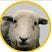 Dolly the Sheep's avatar
