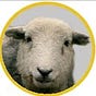 Dolly the Sheep's avatar