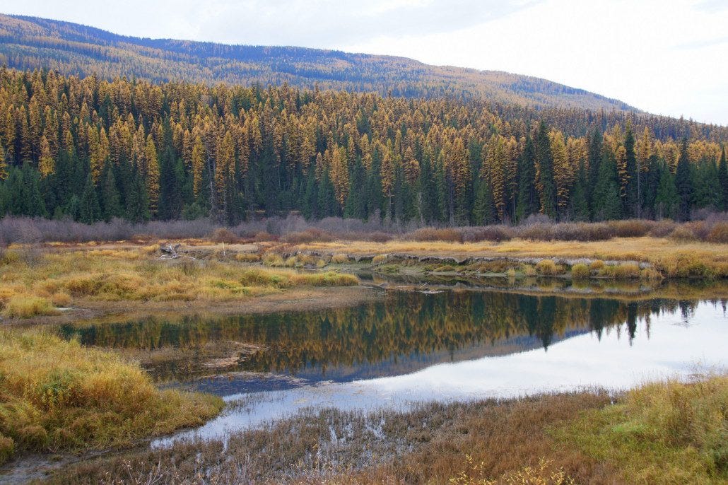 Fall colors in NW Montana as the tamarack turned yellow.