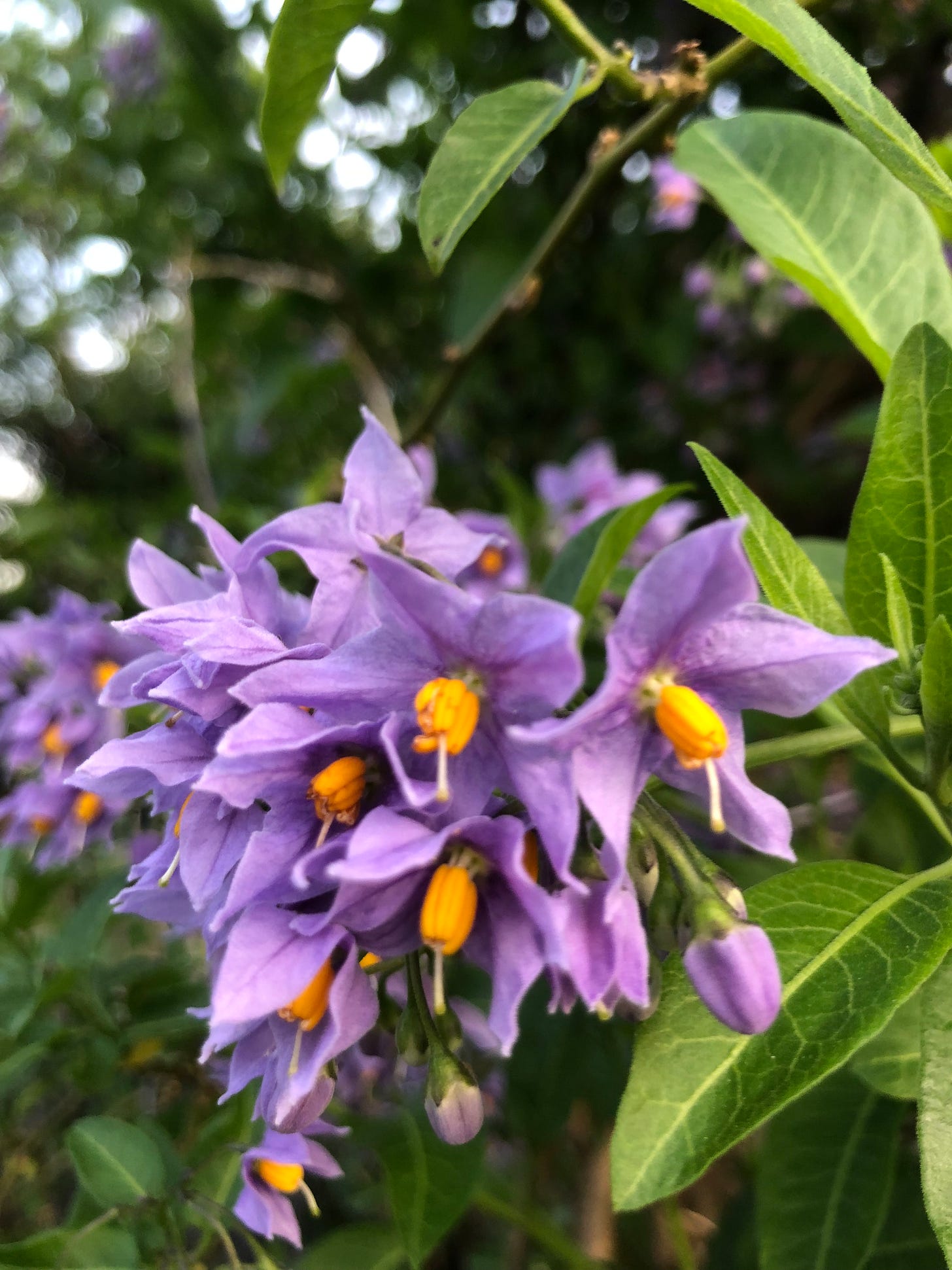 A close-up image of jasmine flowers, which have pale purple star shaped petals and vivid orange stamens, with the green jasmine leaves in the background. The context is unclear, but this picture was taken by me, in my garden.