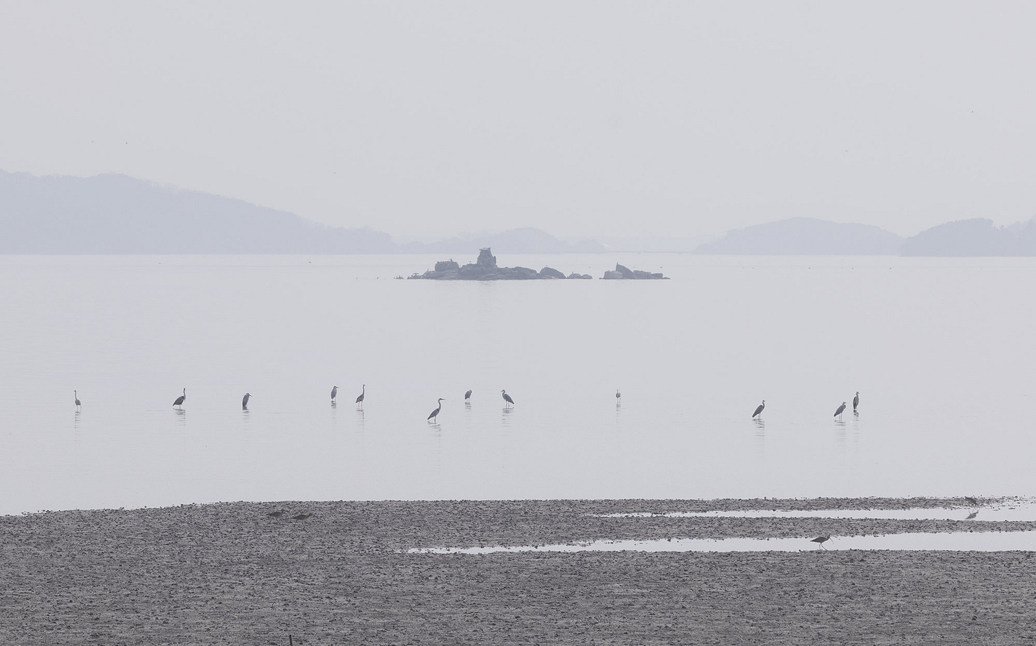 Photo of wading birds standing in calm tidal flats off Ganghwa Island, with a small rocky island in the distance that serves as a breeding site for the endangered Black-faced Spoonbill. Photo of wading birds standing in calm tidal flats off Ganghwa Island, with a small rocky island in the distance that serves as a breeding site for the endangered Black-faced Spoonbill.
