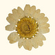 Wordflowers 