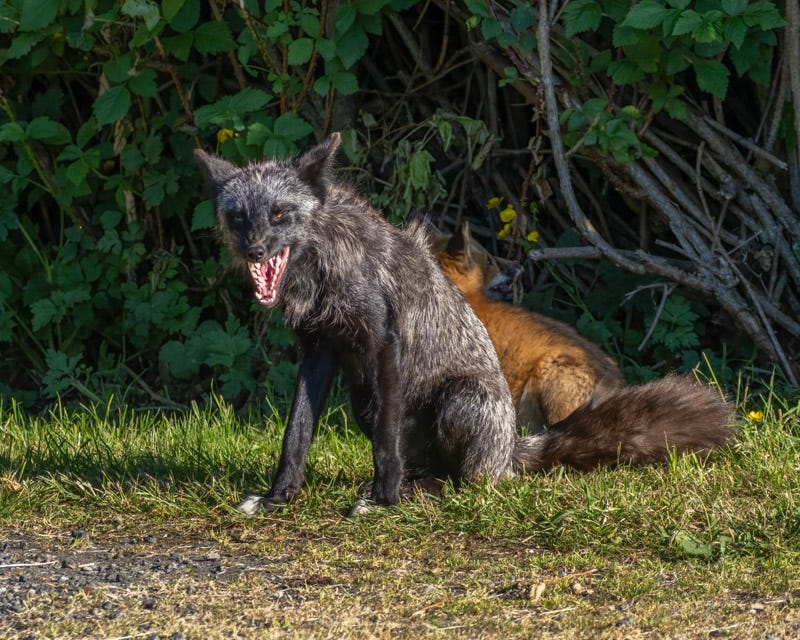 20250610-SJI3-1007-Edit.jpg 20250610-SJI3-1007-Edit.jpg