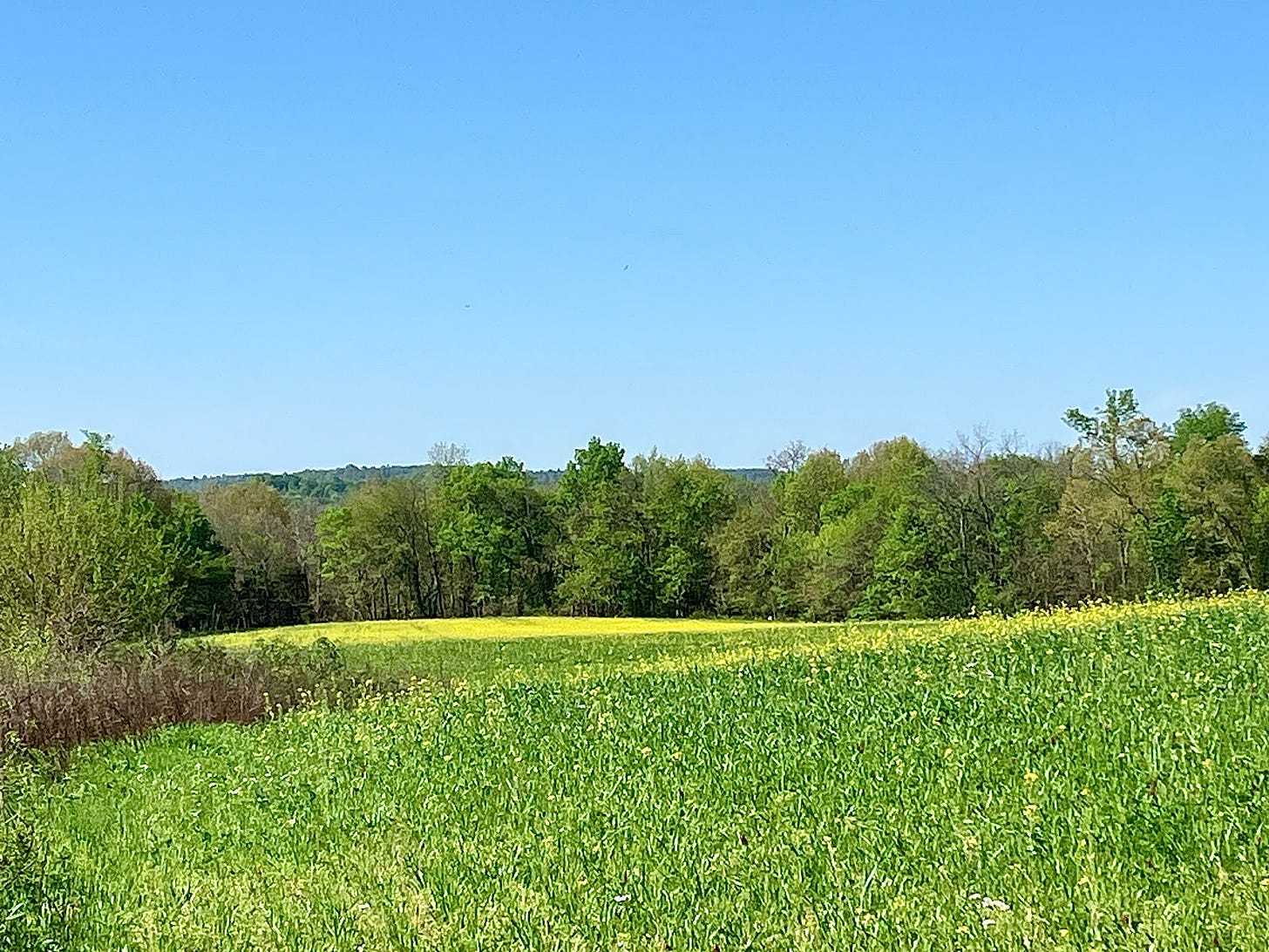 Field of grass with swaths of yellow flowers and green leaved trees in the background with a clear blue sky.