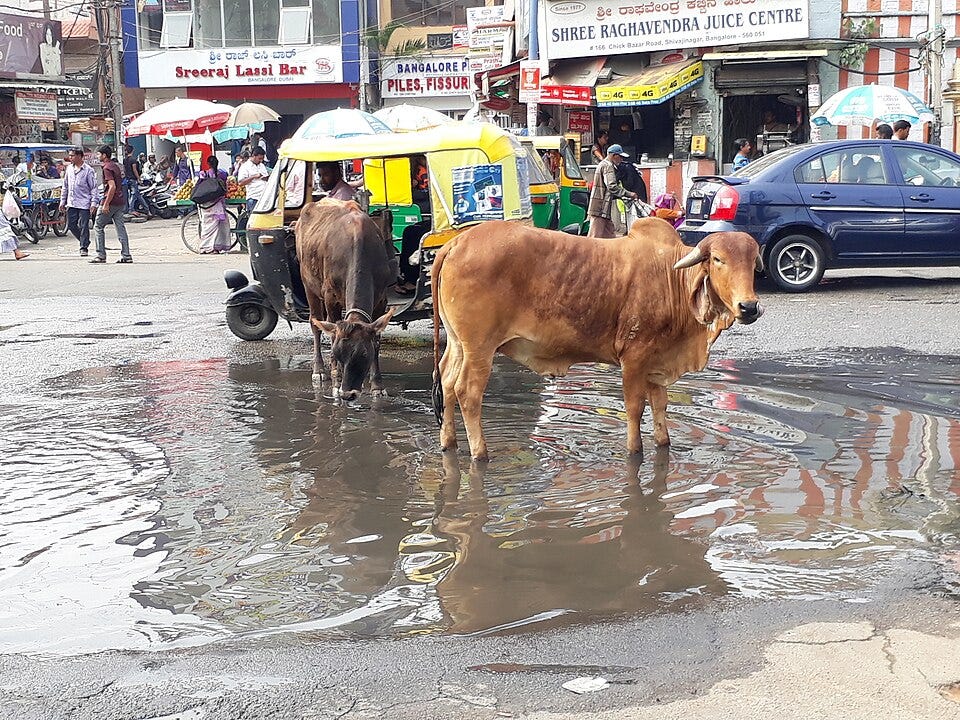 File:No water for Animals.jpg