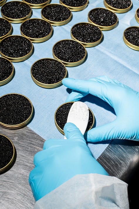 caviar kilos, packing by hand, empty sterile tins