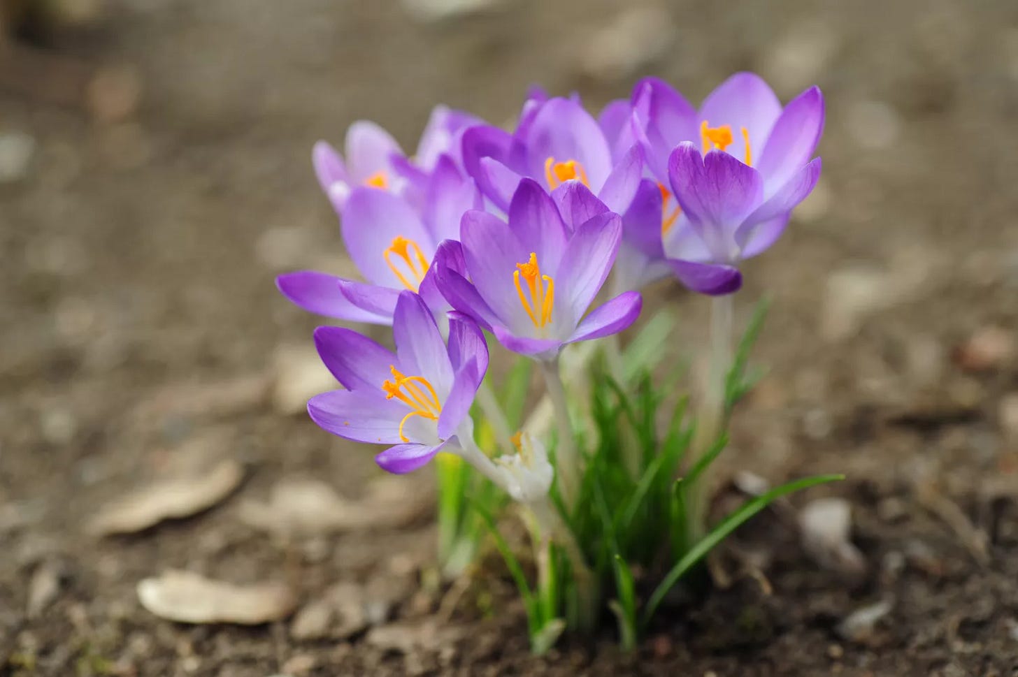 spring crocus