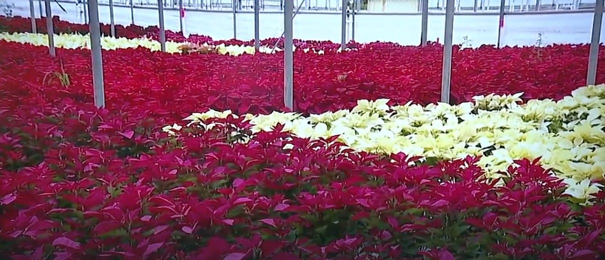 Poinsettia Festival Returns as Orban’s Nursery Celebrates Remarkable Comeback After Dual Hurricanes