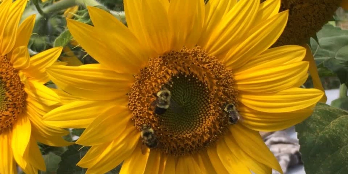 Yellow sunflower with 3 bumble bees Yellow sunflower with 3 bumble bees