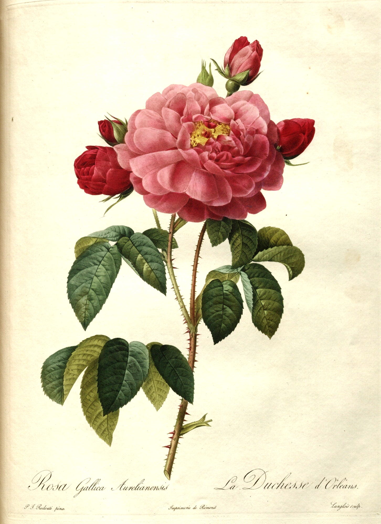 Giuseppe Roses The Forgotten Empress: How Joséphine Bonaparte’s Rose Obsession Shaped ...