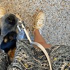 Middle position: Why my dog and I love the command (and how we trained it)