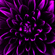 The Purple Spectrum