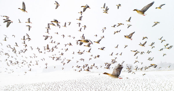 Spectacular Winners of the 2021 Drone Photography Contest Capture a Bird’s-Eye View of the World | Colossal