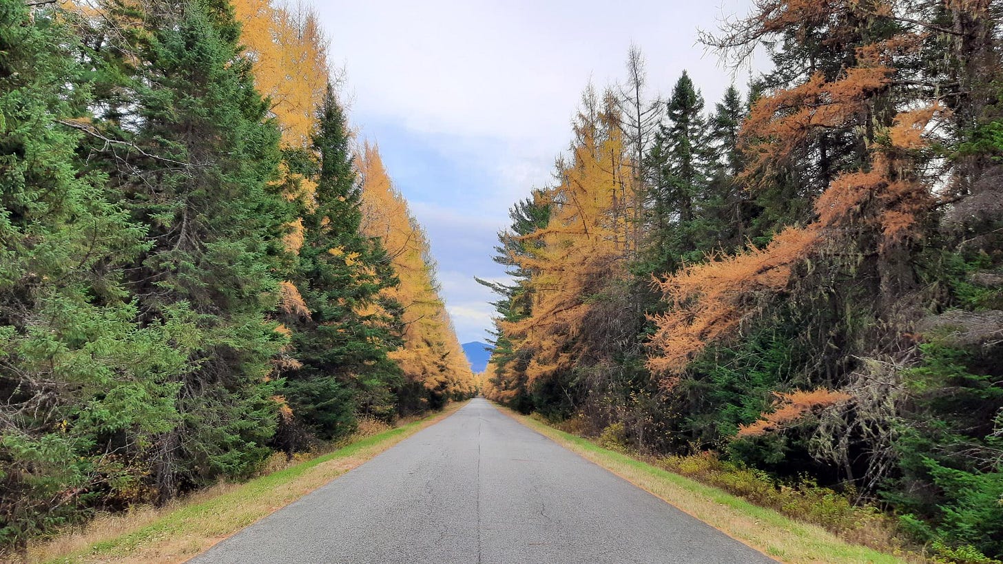 Tamarack trees in golden fall foliage line a quiet road