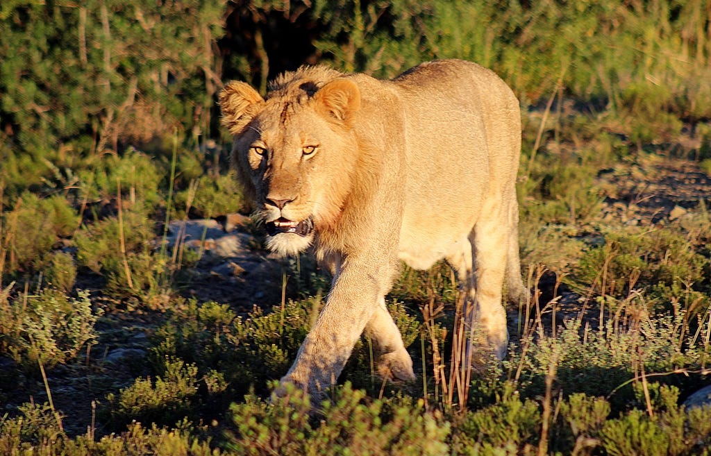 Young male lion Young male lion
