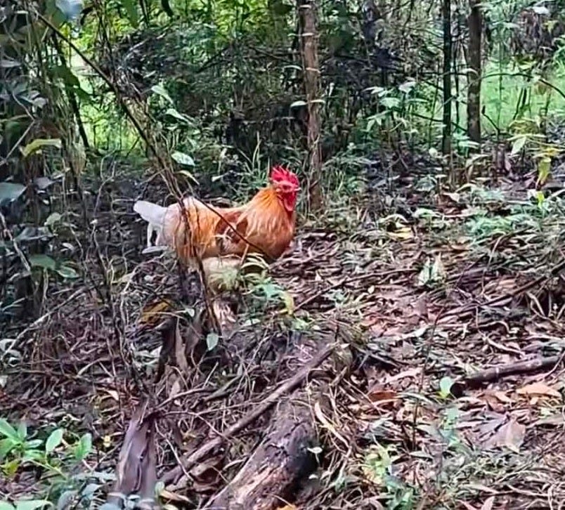 They'll Be Fine: The Lie That Costs Roosters Their Lives