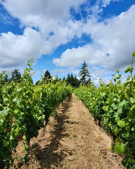 Beautiful natural wine, Oregon Vineyard, budding vines, wine with a view