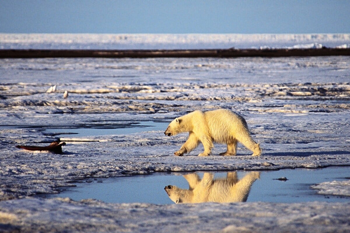 The photo of the polar bear walking on the ice.