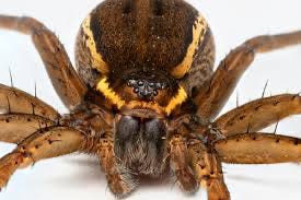 A close up of a spider

Description automatically generated