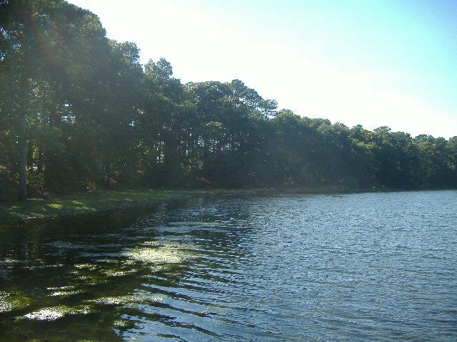 It was a perfect day for a picnic that overlooked this pond. It was a perfect day for a picnic that overlooked this pond.