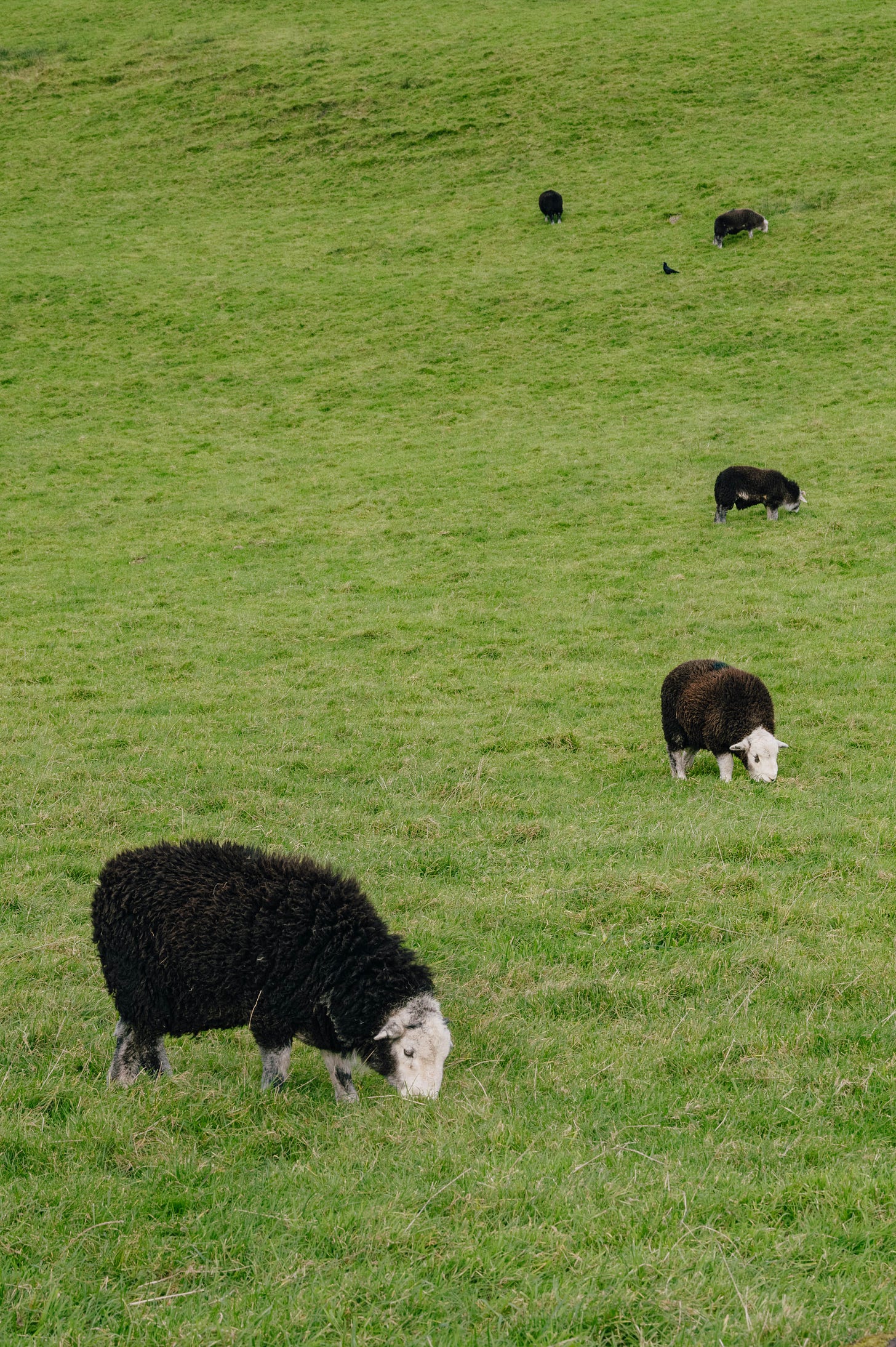 sheep grazing in the green fields of the Lake District in England sheep grazing in the green fields of the Lake District in England