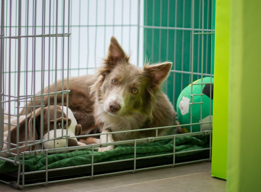 brown and white short coated dog in cage brown and white short coated dog in cage
