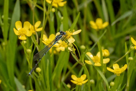 Common Tussock Butterfly (Argyrophenga antipodum), Blue Damselfly (Austrolestes colensonis), Large Hover Fly (Melangyna novaezelandiae), Magpie Moth (Nyctemera annulata), New Zealand Blue (Zizina oxleyi): all endemic species.
