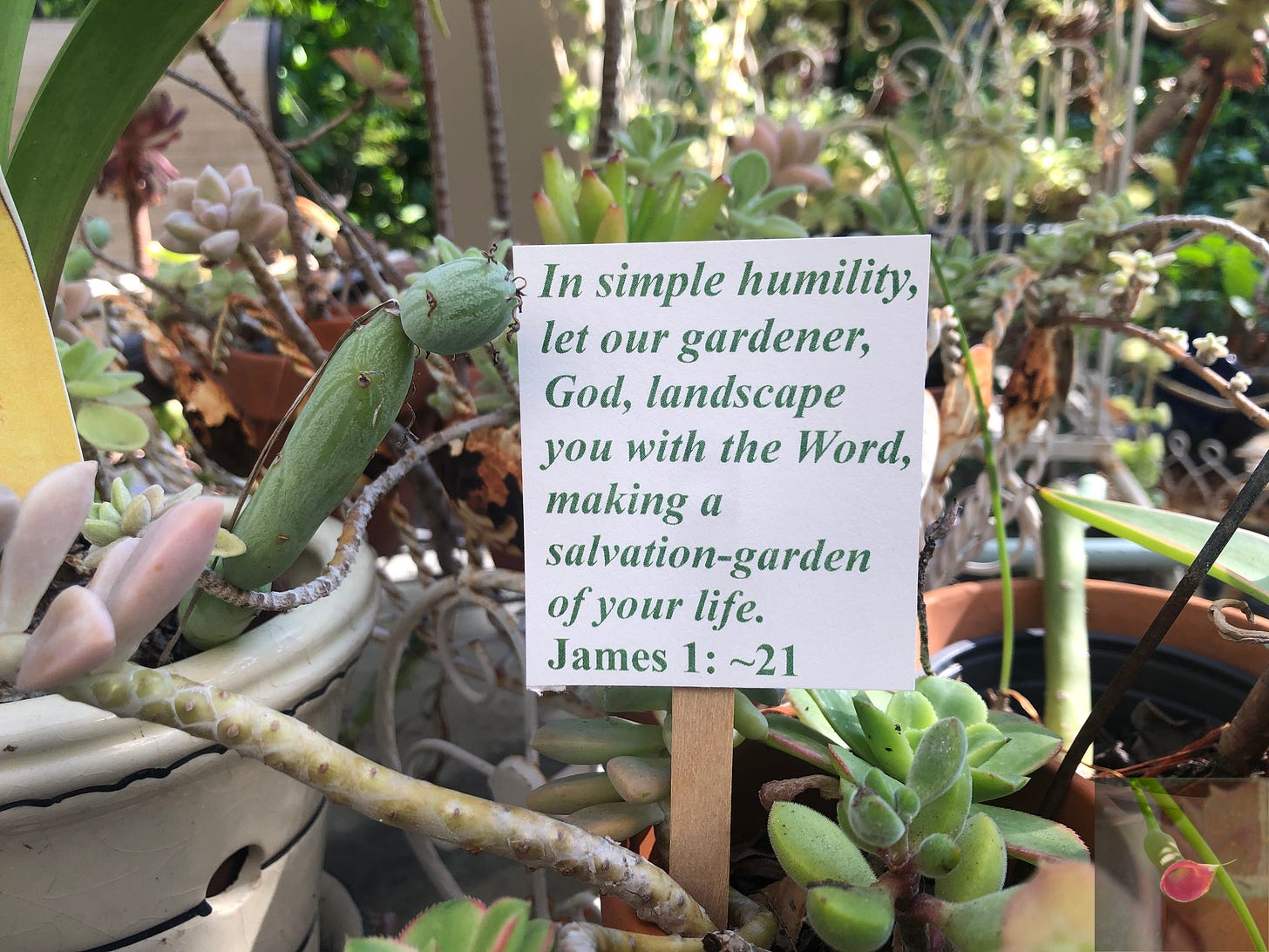 A Garden of Grace Pops handcrafted stick with James 1:21 Bible verse in a pot of succulents