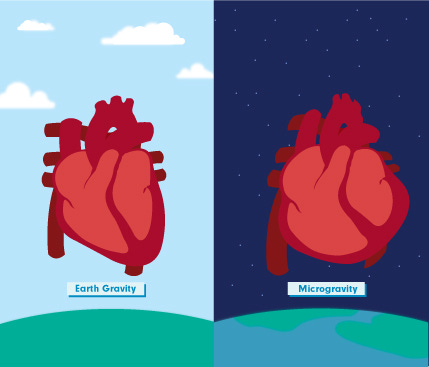 Astronaut hearts shift in microgravity – The Columbia Chronicle Astronaut hearts shift in microgravity – The Columbia Chronicle