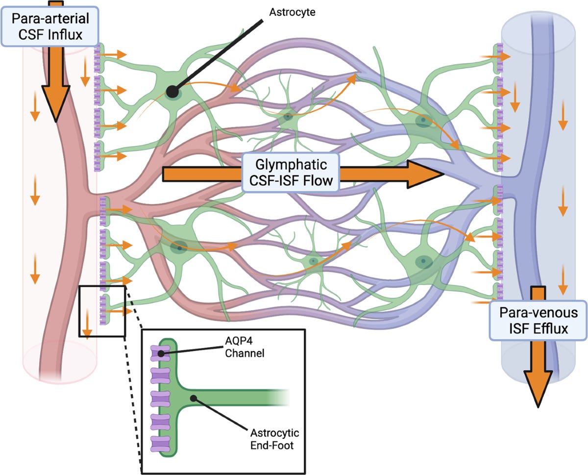 The glymphatic system's role in traumatic brain injury-related  neurodegeneration | Molecular Psychiatry