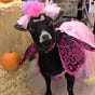 Kitty Black's avatar