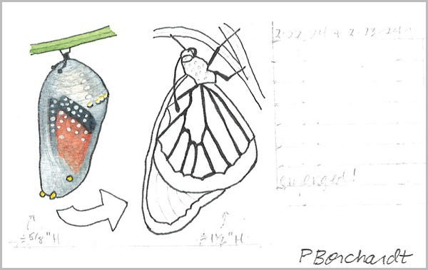 Detail from Perpetual Journal, week of Feb. 19-25: Queen Butterfly as a Chrysalis and after Emerging as a Butterfly (2024): step 2 Detail from Perpetual Journal, week of Feb. 19-25: Queen Butterfly as a Chrysalis and after Emerging as a Butterfly (2024): step 2