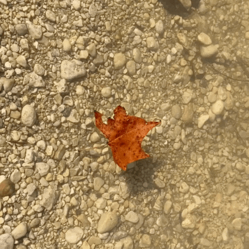 we can learn from nature, nature's lessons, how to learn from nature