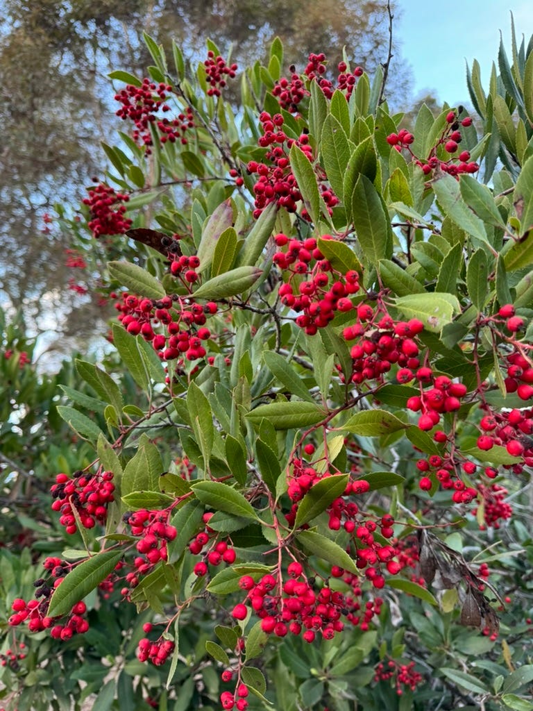 A tree with red berries

Description automatically generated