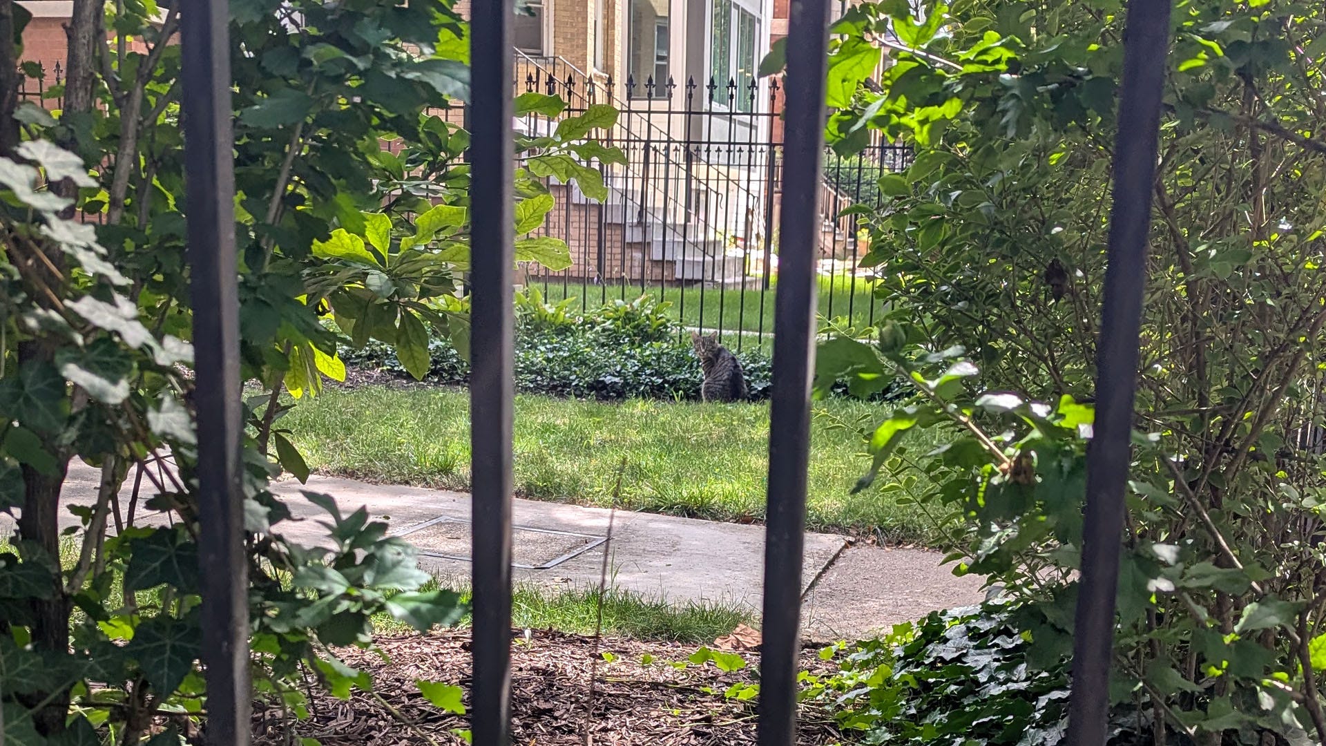 A gray striped cat hiding amongst greenery