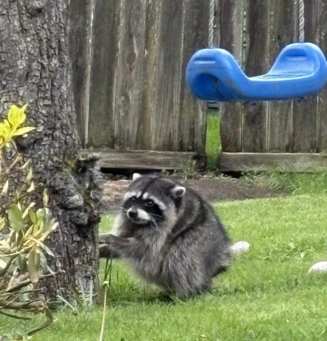A very short raccoon in someone's backyard, standing up near a tree. Playground equipment (a swing) can be seen in the back near a wooden fence)
