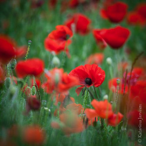 Poppies