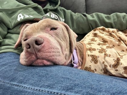May be an image of dog