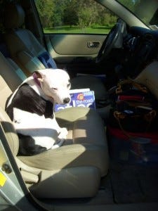 This dog would really prefer to stay at home.