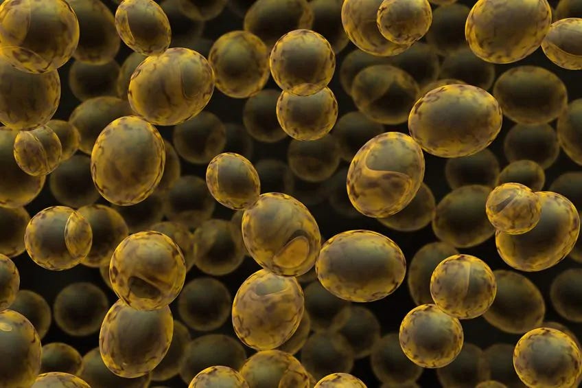 What is Candida Glabrata & How is it Treated? | Dr. Hagmeyer