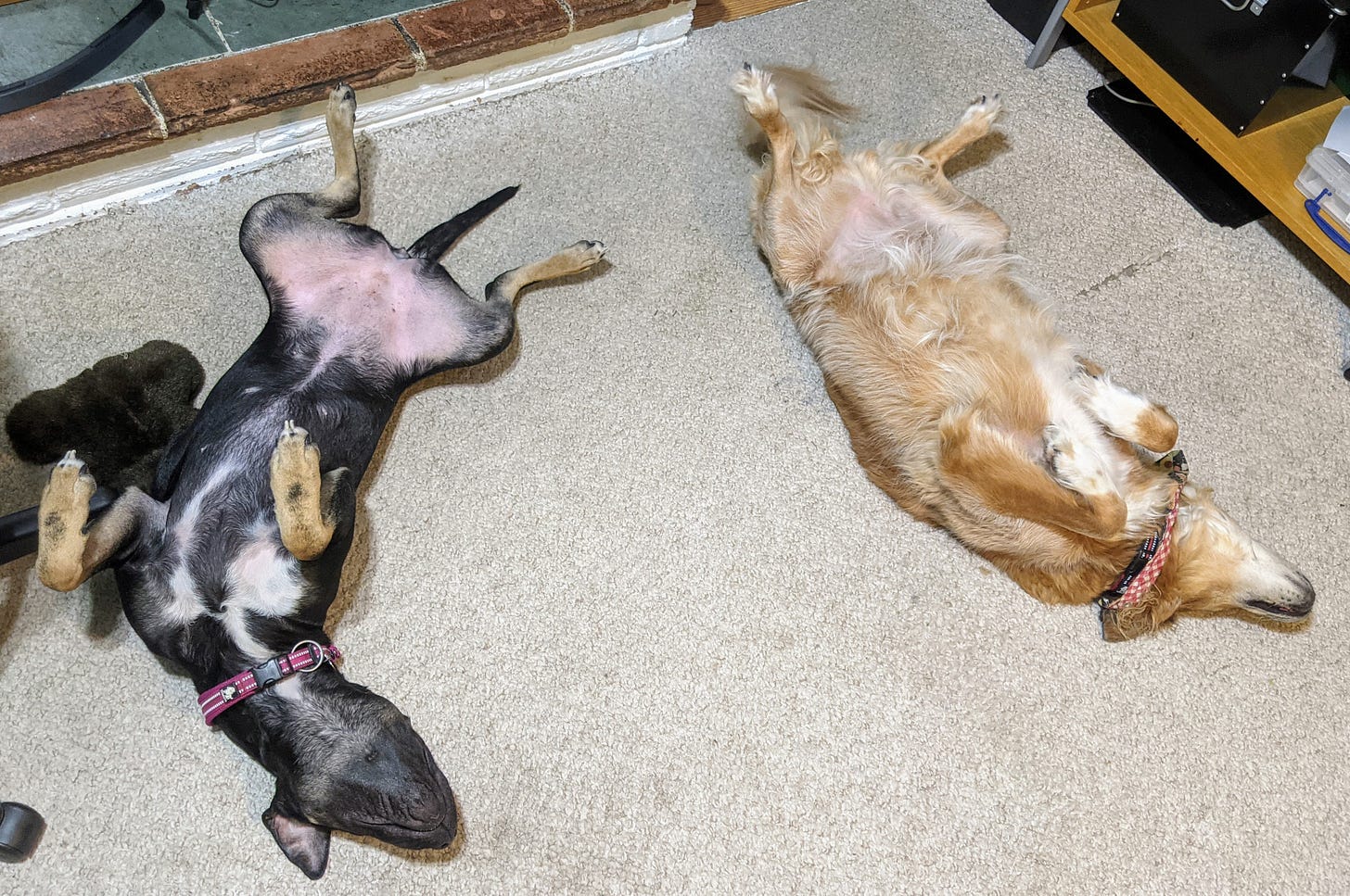 The dogs need a vacation too. (Photo: David Roberts)