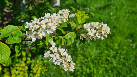 Bird Cherry Blossom
