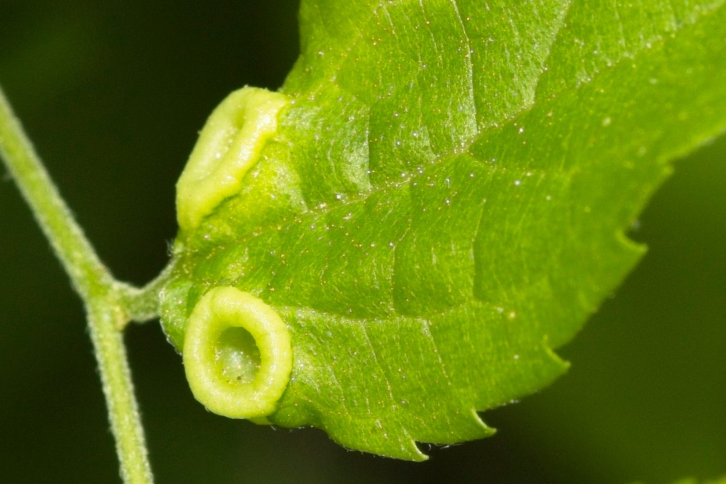 Close-up of the bottom of a bright green, serrate-margined leaf, and the fuzzy green twig the leaf is attached to. Two galls on on the leaf, both lifesaver-shaped and paler bright green.
