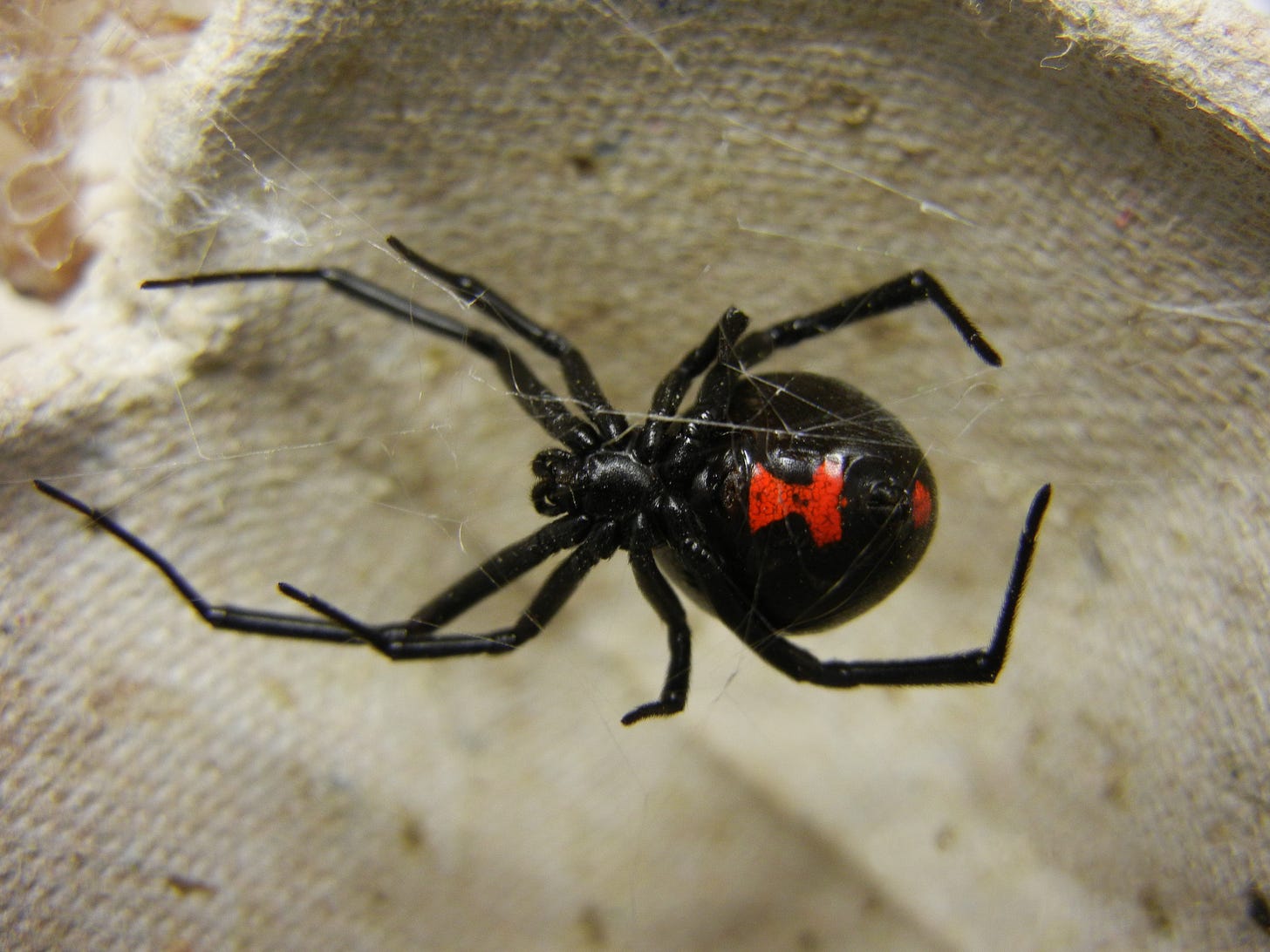File:Adult Female Black Widow.jpg - Wikimedia Commons File:Adult Female Black Widow.jpg - Wikimedia Commons
