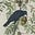 The Revenant Crow's avatar