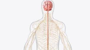 What is Nervous System? Nervous System ...