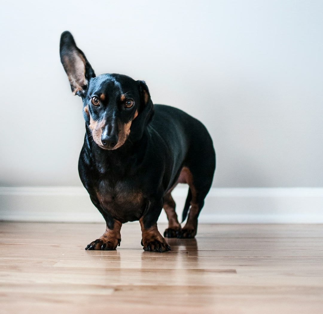 adult black and tan dachshund