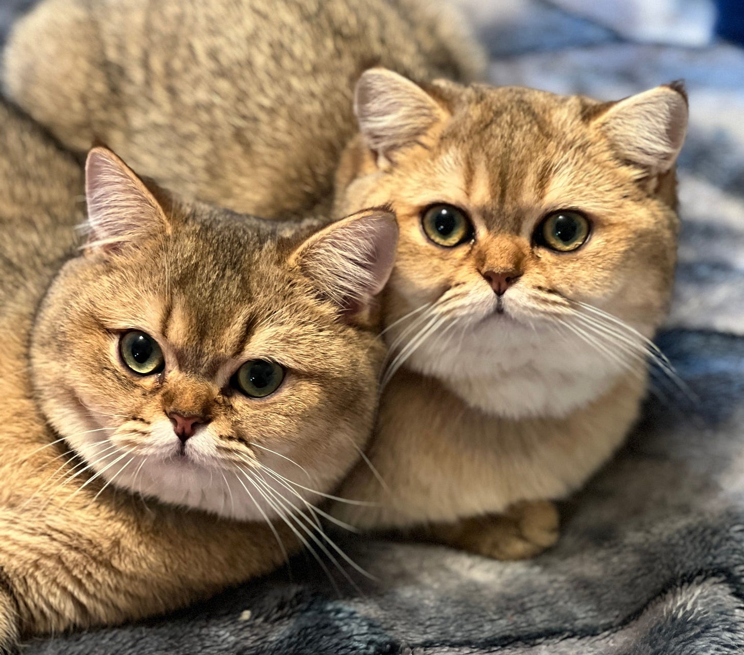 Two golden British Shorthair cats, Kevin (left) and Luisa (right), are resting close together on a soft, dark blue blanket. Both have round faces, large green-gold eyes, and plush fur with a warm golden hue. Kevin gazes directly at the camera with a calm expression, while Luisa's wide eyes give her a curious, slightly surprised look. Their whiskers fan out, and their ears are perked up, adding to their expressive appearance. Two golden British Shorthair cats, Kevin (left) and Luisa (right), are resting close together on a soft, dark blue blanket. Both have round faces, large green-gold eyes, and plush fur with a warm golden hue. Kevin gazes directly at the camera with a calm expression, while Luisa's wide eyes give her a curious, slightly surprised look. Their whiskers fan out, and their ears are perked up, adding to their expressive appearance.