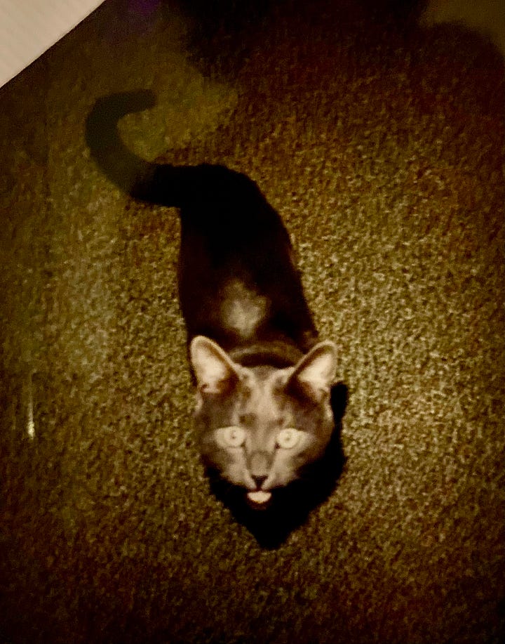 Wicho the Cat doing his thing.